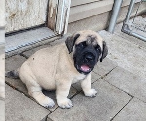 Mastiff Puppy for sale in OTTAWA, KS, USA