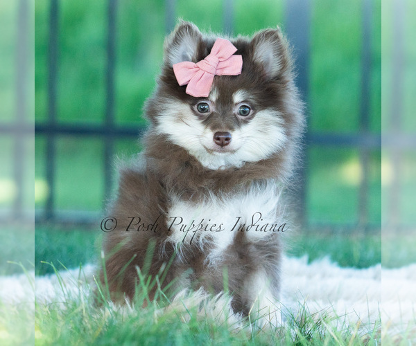 Medium Photo #7 Pomeranian Puppy For Sale in WARSAW, IN, USA
