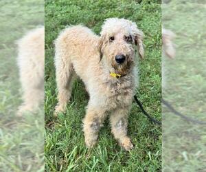 Poodle (Standard)-Unknown Mix Dogs for adoption in Fort Lauderdale, FL, USA