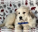 Small Photo #2 Great Pyrenees Puppy For Sale in LANCASTER, PA, USA