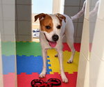 Small Photo #3 Beagle-Unknown Mix Puppy For Sale in Derwood, MD, USA