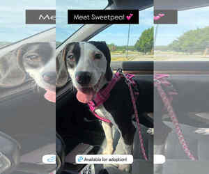 Beagle-Unknown Mix Dogs for adoption in Middlesex, VT, USA