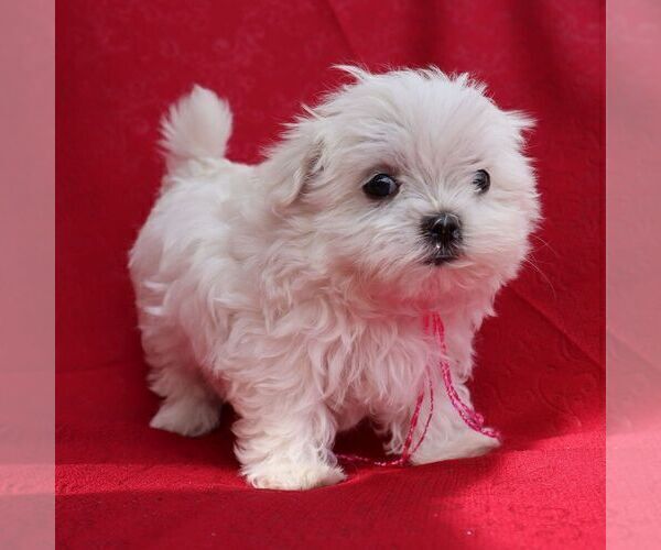 Medium Photo #5 Maltese Puppy For Sale in GREENVILLE, PA, USA