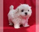 Small #4 Maltese