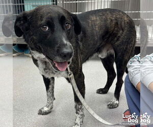 Henry - Male Pointer-Unknown Mix Dog for Adoption - Photo #2