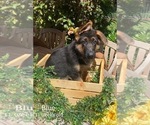 Small Photo #6 German Shepherd Dog Puppy For Sale in WELLINGTON, FL, USA