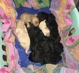 Small Photo #8 Goldendoodle Puppy For Sale in GEORGETOWN, TN, USA