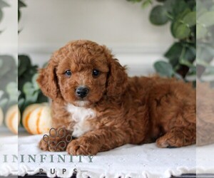 Cavachon-Cavapoo Mix Puppy for sale in GORDONVILLE, PA, USA
