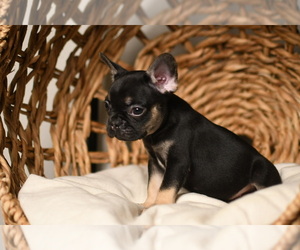 French Bulldog Puppy for sale in SUGAR LAND, TX, USA