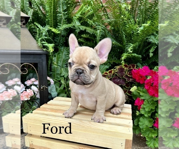 Medium Photo #1 French Bulldog Puppy For Sale in AVERY, TX, USA