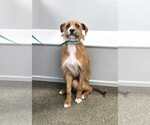 Small Photo #3 Boxador Puppy For Sale in Aurora, IN, USA