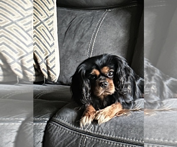 Medium Photo #1 Cavalier King Charles Spaniel Puppy For Sale in DOVER, AR, USA
