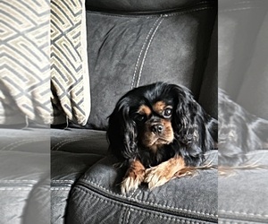 Father of the Cavalier King Charles Spaniel puppies born on 12/06/2025