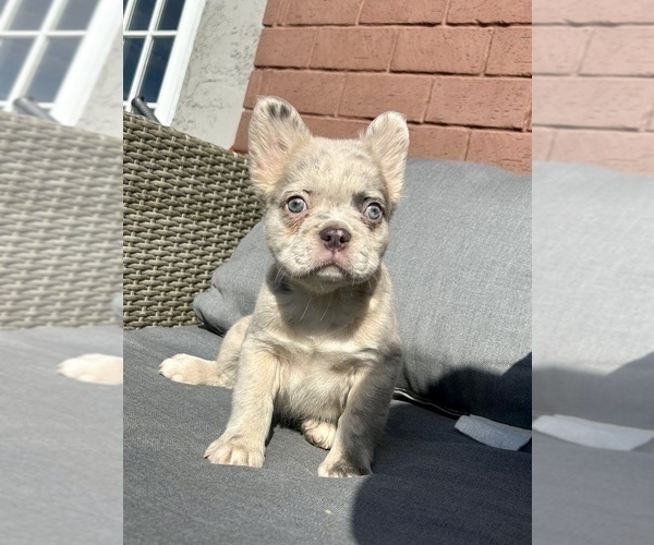 Medium Photo #10 French Bulldog Puppy For Sale in PORTLAND, OR, USA