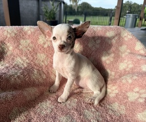 Chihuahua Puppy for sale in WEBSTER, FL, USA