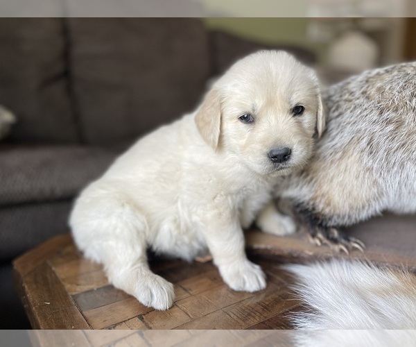 Medium Photo #8 Golden Retriever Puppy For Sale in FORDLAND, MO, USA