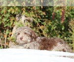 Small #33 ShihPoo