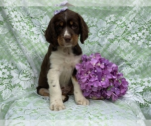 English Springer Spaniel Puppy for sale in CEDAR LANE, PA, USA
