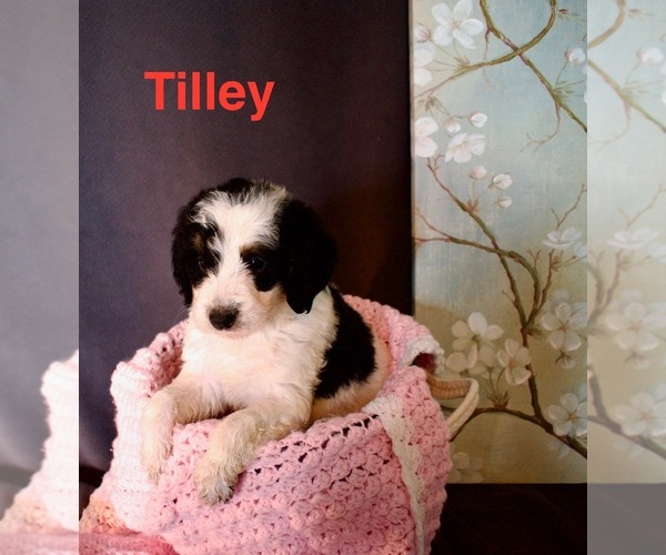 Medium Photo #5 Bordoodle Puppy For Sale in PORTLAND, TN, USA