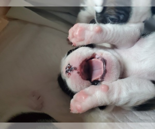 Medium Photo #8 Faux Frenchbo Bulldog Puppy For Sale in SEYMOUR, TN, USA