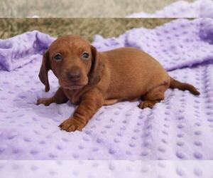 Dachshund Puppy for sale in ORO VALLEY, AZ, USA