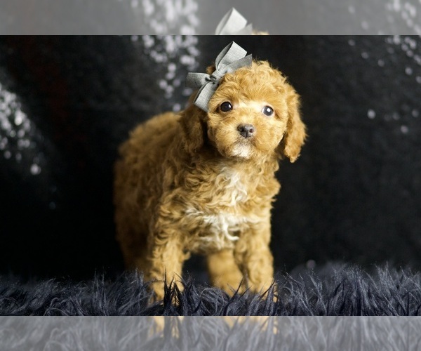 Medium Photo #4 Poodle (Miniature) Puppy For Sale in WARSAW, IN, USA
