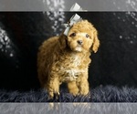 Small Photo #4 Poodle (Miniature) Puppy For Sale in WARSAW, IN, USA
