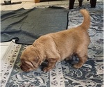Small #21 Golden Retriever