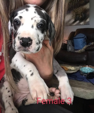 Medium Photo #1 Great Dane Puppy For Sale in ARCHERS LODGE, NC, USA
