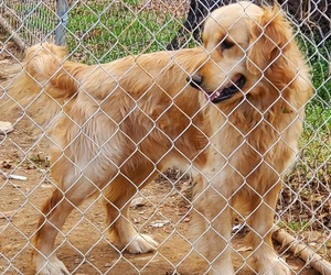 Father of the Golden Retriever puppies born on 01/28/2022