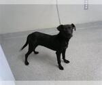 Small Labrador Retriever Mix