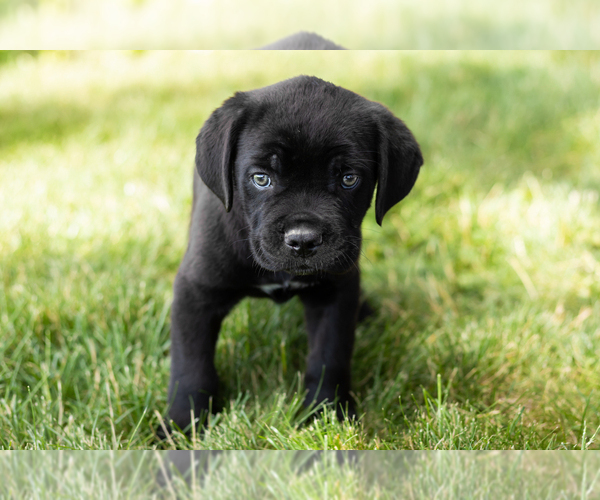 Medium Photo #36 Cane Corso Puppy For Sale in WAKARUSA, IN, USA