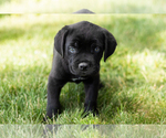 Small Photo #36 Cane Corso Puppy For Sale in WAKARUSA, IN, USA