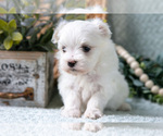 Small Photo #15 Maltese Puppy For Sale in HOLMESVILLE, OH, USA