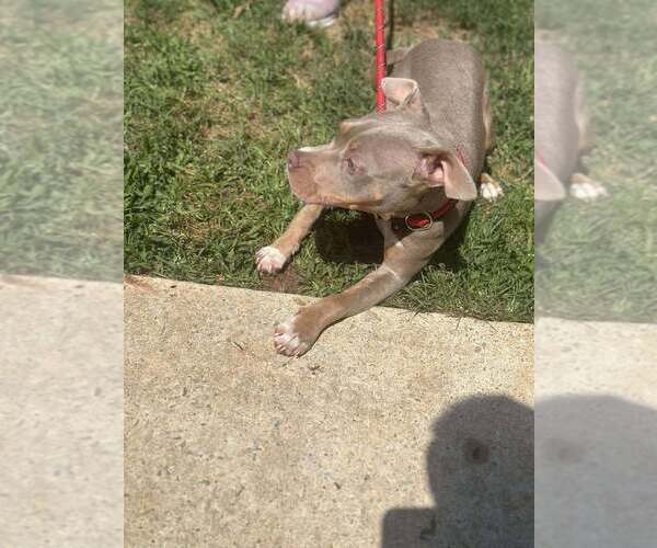 Medium Photo #10 American Pit Bull Terrier-Unknown Mix Puppy For Sale in New York, NY, USA