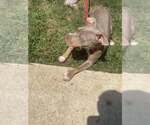 Small #9 American Pit Bull Terrier Mix