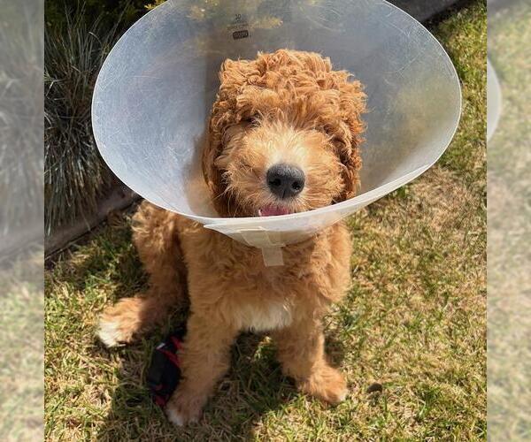 Medium Photo #3 Goldendoodle (Miniature) Puppy For Sale in San Diego, CA, USA
