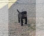 Puppy 1 American Bully-Cane Corso Mix