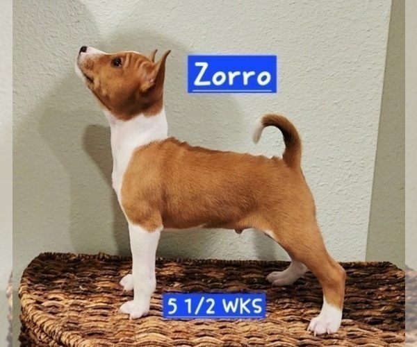 Medium Photo #1 Basenji Puppy For Sale in LOMETA, TX, USA