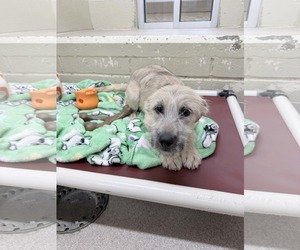 Poodle (Standard)-Unknown Mix Dogs for adoption in SHERBURNE, NY, USA