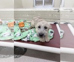 Small Poodle (Standard) Mix