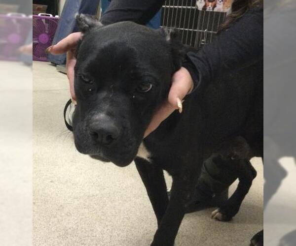 Medium Photo #1 American Pit Bull Terrier Puppy For Sale in Riverside, CA, USA