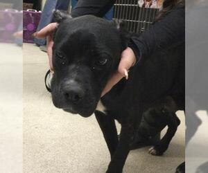 American Pit Bull Terrier Dogs for adoption in Riverside, CA, USA