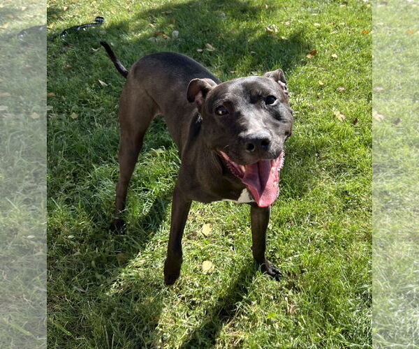 Medium Photo #3 American Pit Bull Terrier-American Staffordshire Terrier Mix Puppy For Sale in Phoenix, AZ, USA