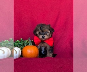 Maltipoo Puppy for sale in LEOLA, PA, USA