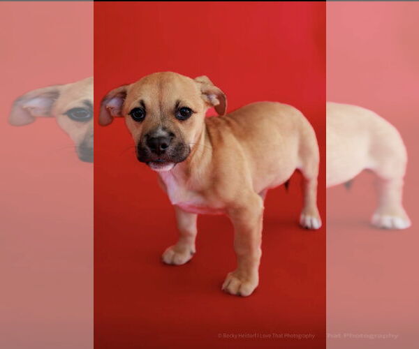 Medium Photo #2 Chihuahua Puppy For Sale in The Woodlands, TX, USA