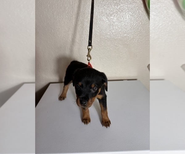 Medium Photo #4 Rottweiler Puppy For Sale in PLEASANTON, CA, USA
