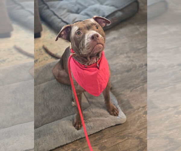 Medium Photo #9 American Staffordshire Terrier Puppy For Sale in Rosenberg, TX, USA