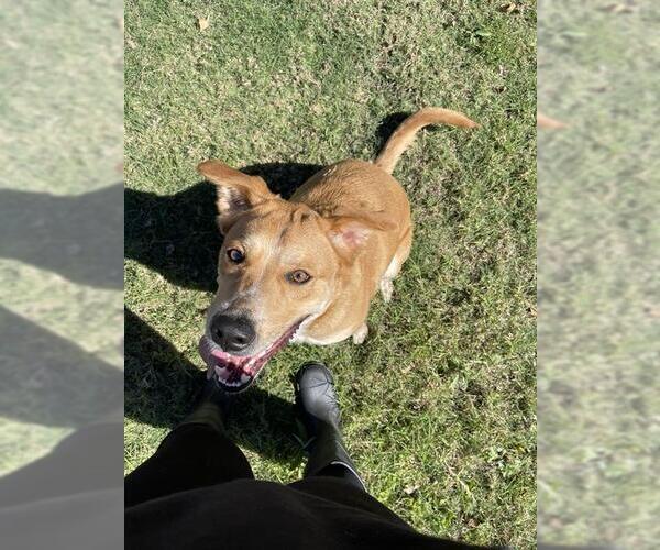 Medium Photo #1 Mutt Puppy For Sale in San Antonio, TX, USA