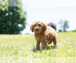 Small Photo #5 Cavapoo Puppy For Sale in WARSAW, IN, USA